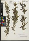 Foto von Salix purpurea L.